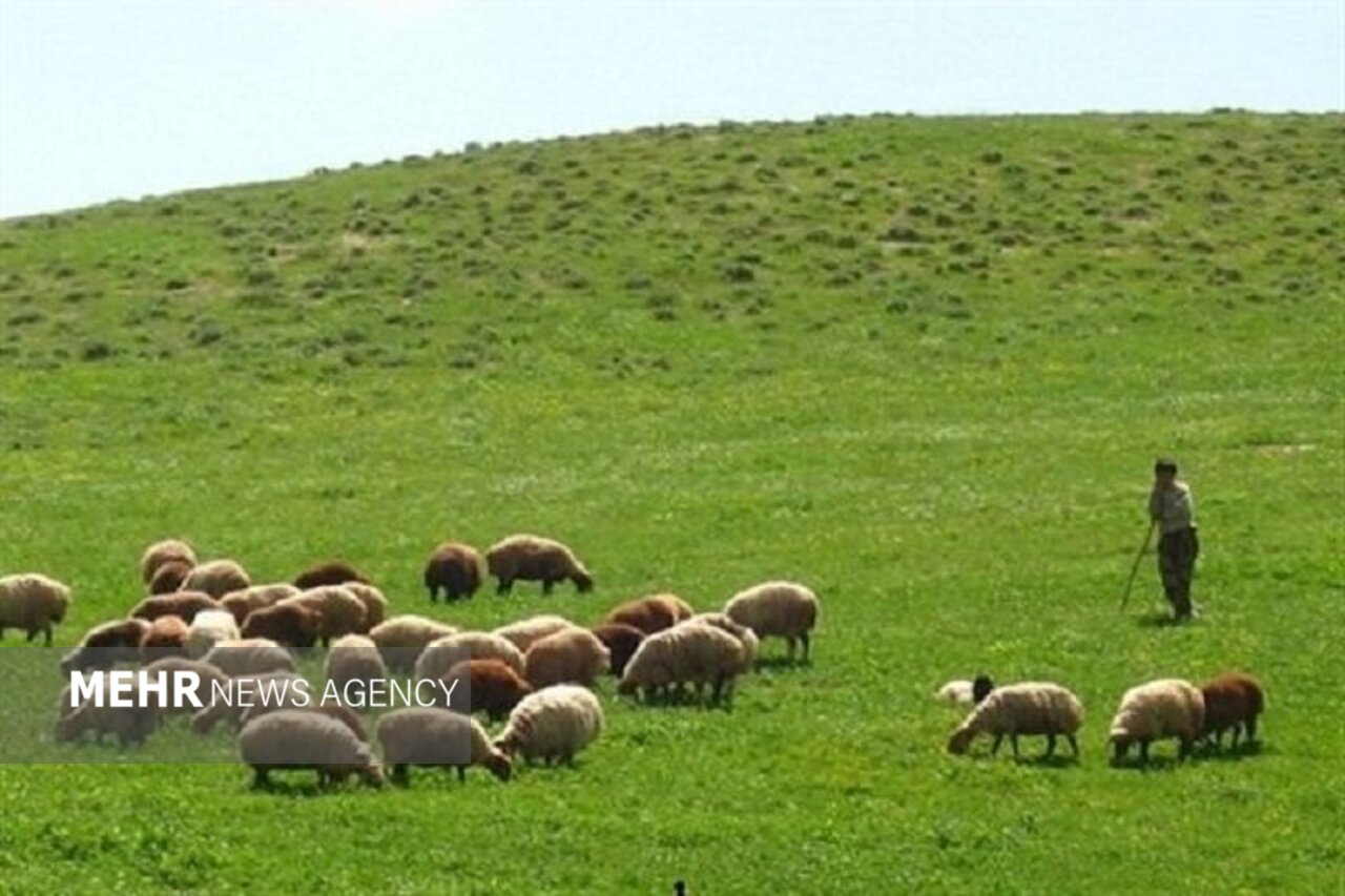بیش از ۳۰ درصد تولید گوشت کشور به مراتع وابسته است