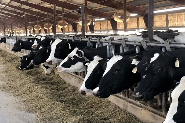۱۰ ایده نو برای تحول در حوزه خوراک دام وارد فاز اجرا میشود