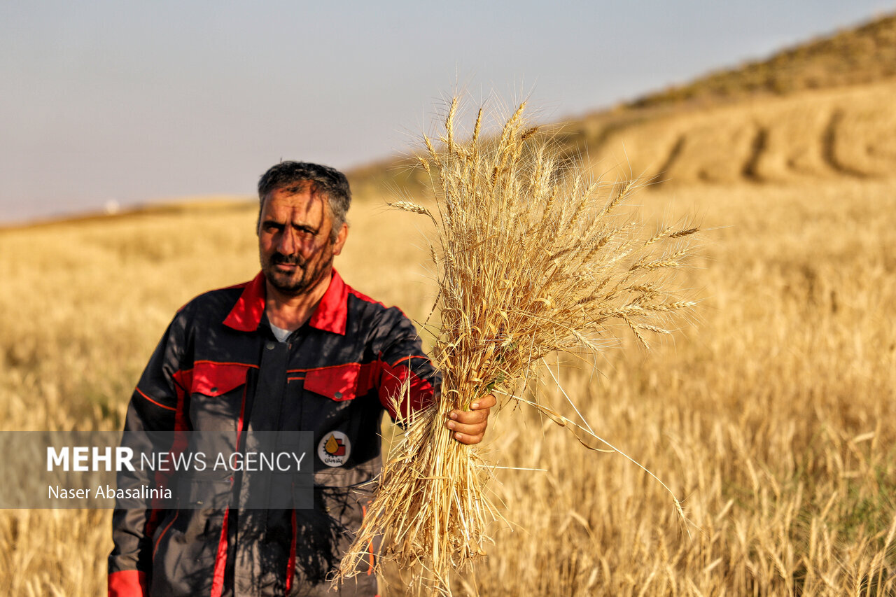 خرید تضمینی گندم نباید کمتر از ۸۰ هزار تومان باشد