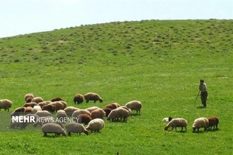 بیش از ۳۰ درصد تولید گوشت کشور به مراتع وابسته است